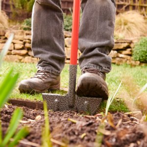 Digging weeds from garden