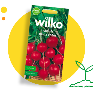 Radish