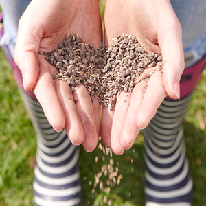 Grass seed in hands