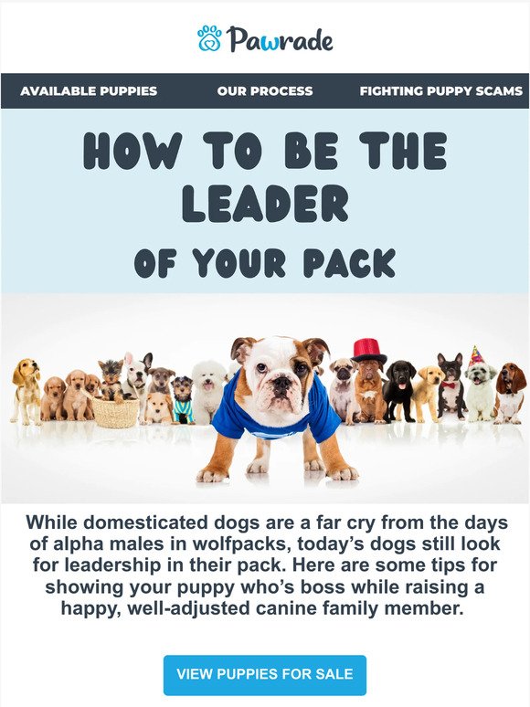 How to Be the Leader of Your Pack  🐾