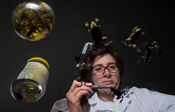 Seen through the bottom of a glass table, a scientist in a white lab coat, glasses and brown hair is focused on using tweezers to poke at the outline of a frog specimen. A number of other dead frogs are strewn across the table, some wearing small tags tied to a leg. Two brown glass jars sit next to the scientist. One of the jars is empty, the other holding more frogs.