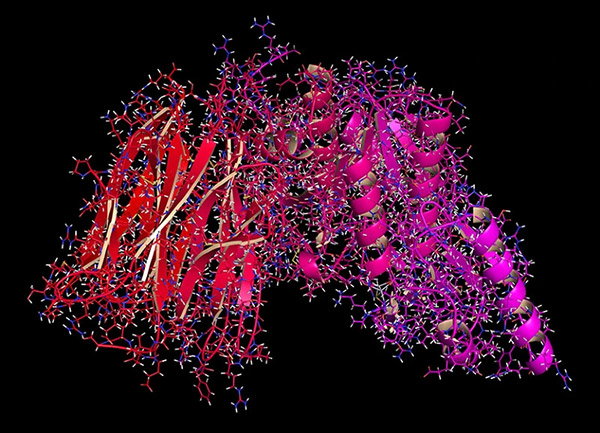 The convoluted molecular structure of a protein in bright red and pink colours stands out starkly against a black background. The protein is shown as a wireframe molecular structure, which overlays its secondary motifs: red beta-sheets on the left, pink alpha-helices on the right.