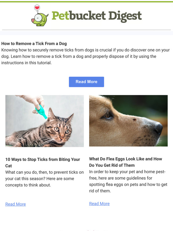 How to Remove a Tick From a Dog - PetBucket Digest #132