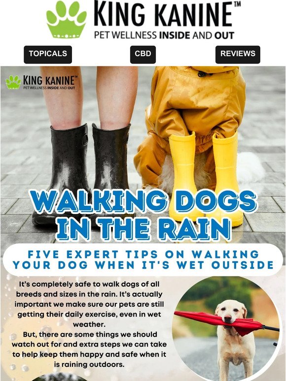 🌧️🦮🌧️ Tips for Walking Fido in the Rain 🌧️🦮🌧️