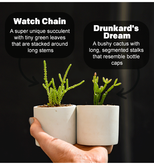 Succulent Studios RARE ALERT! 🔥🔥 Plus a FREE Cactus! Milled