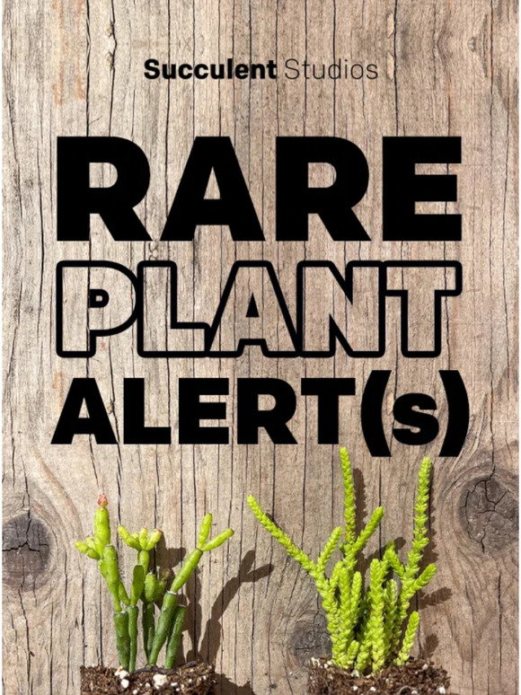 Succulent Studios FINAL Chance To Get 6 OFF And A FREE Cactus Enamel 