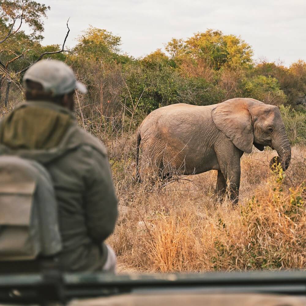 Elephant in Kruger