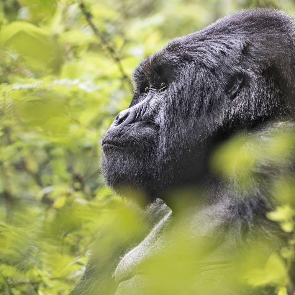 Gorilla in Rwanda