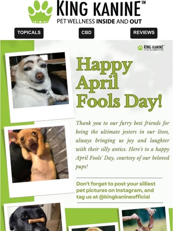🐩😀🐩 April Fool's Day Cuties 🐩😀🐩