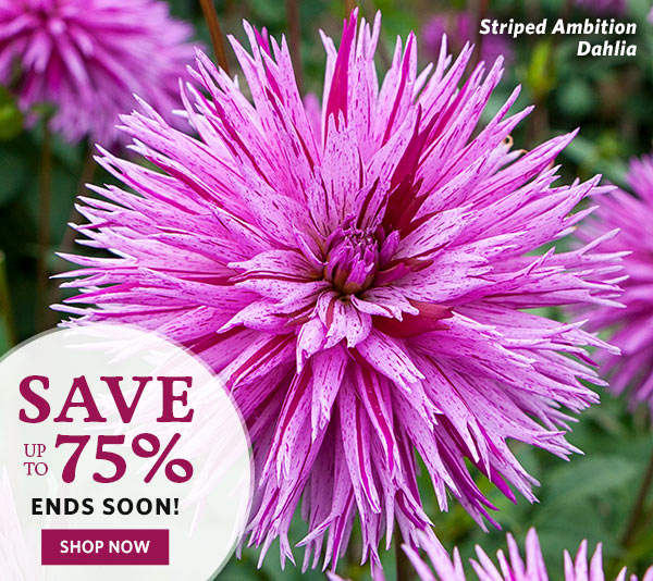 Save up to 75%!
