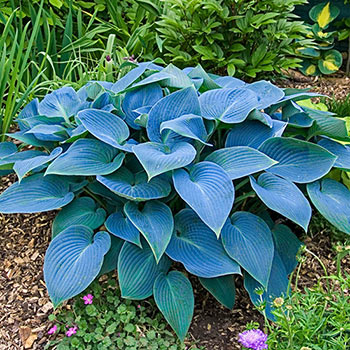 Halcyon Hosta