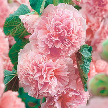 Peaches 'N Dreams Double Hollyhock
