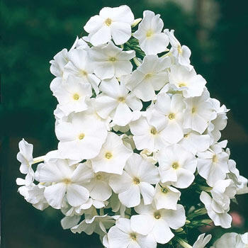 David Phlox