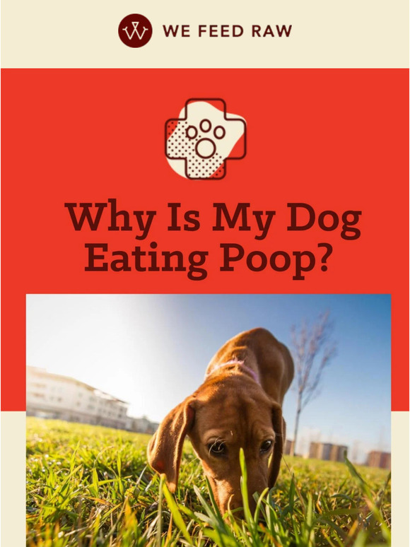 Wefeedraw why is my dog eating poop milled