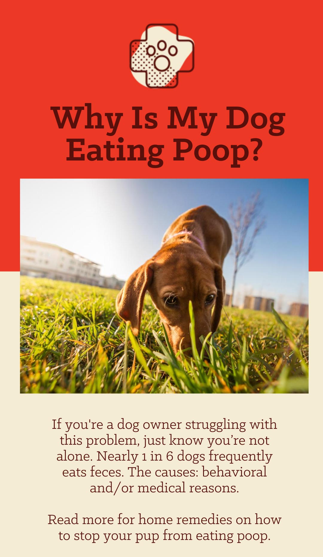 Wefeedraw why is my dog eating poop milled