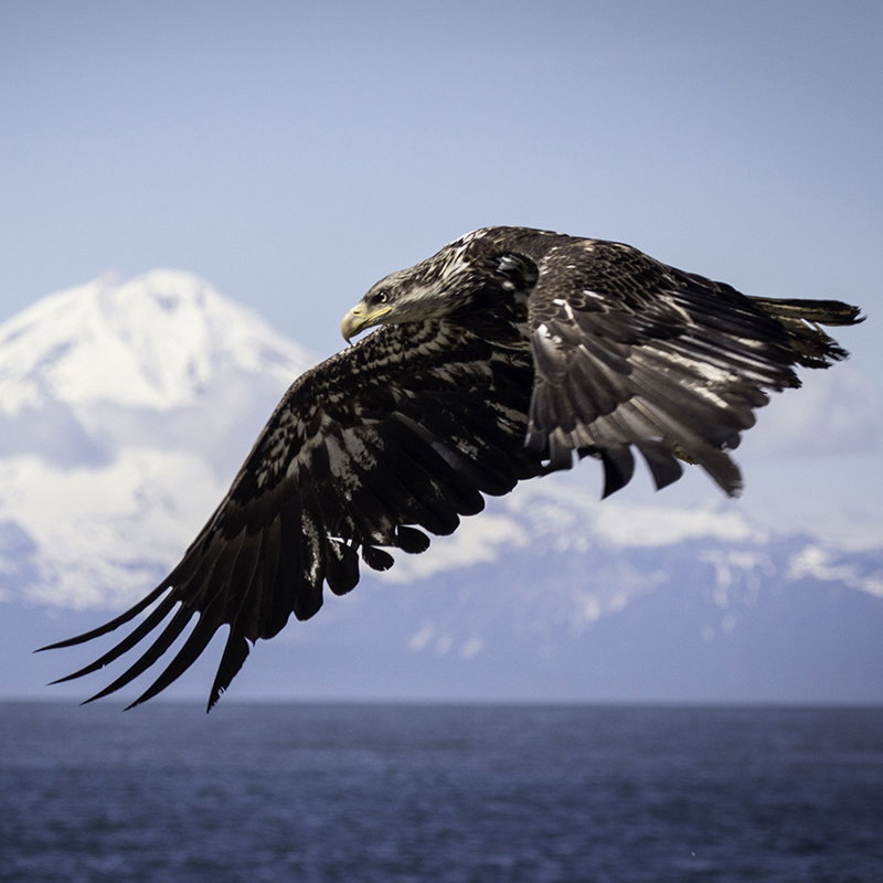 An Earth Day Q&A with Scientist & Photographer Matt Wilkins