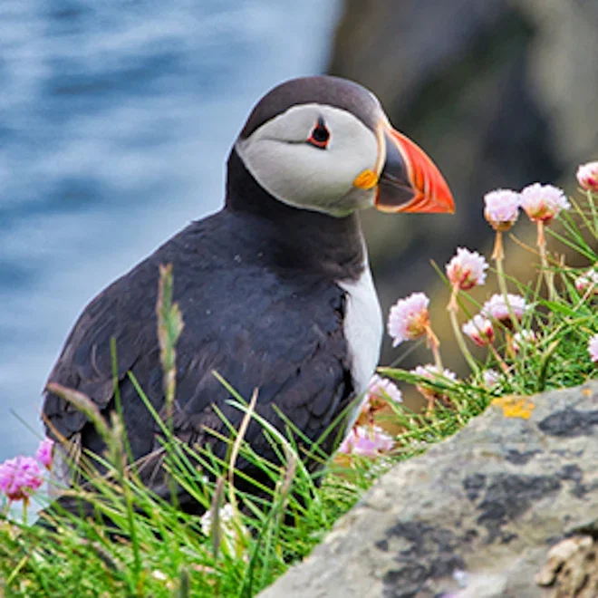 THE LIFE & NATURE OF SCOTLAND'S SCENIC ISLES