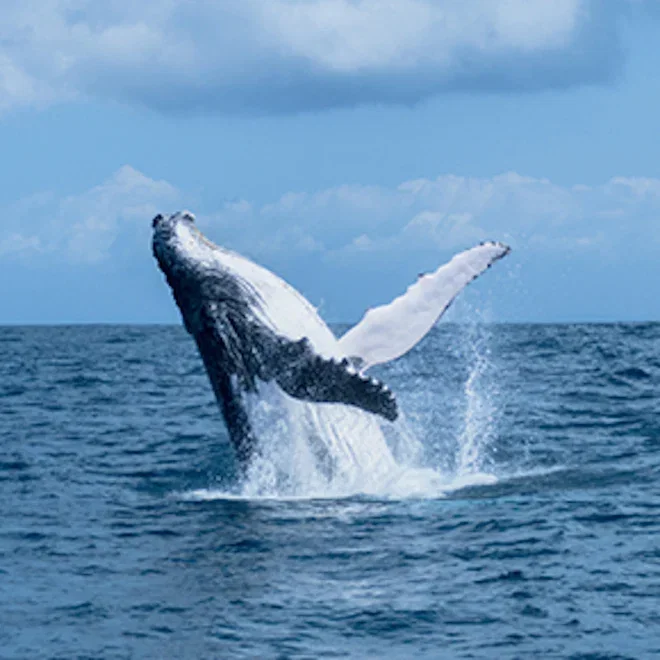 DISCOVERING ARCTIC WILDLIFE & REMOTE LANDSCAPES
