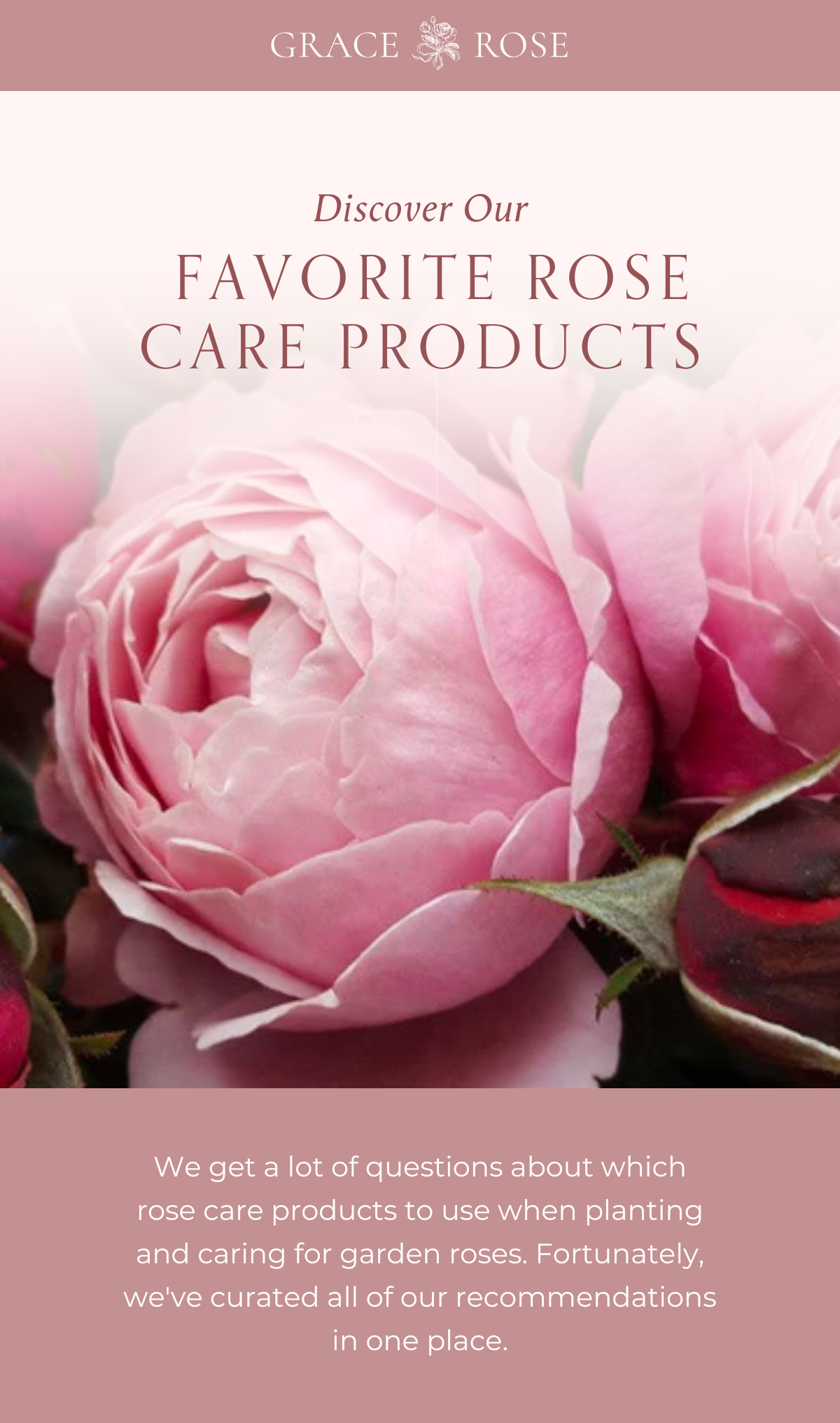 GRACE ROSE: Discover Our Favorite Rose Care Products | Milled