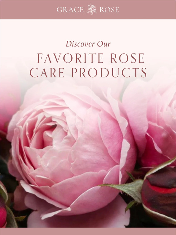GRACE ROSE Discover Our Favorite Rose Care Products Milled