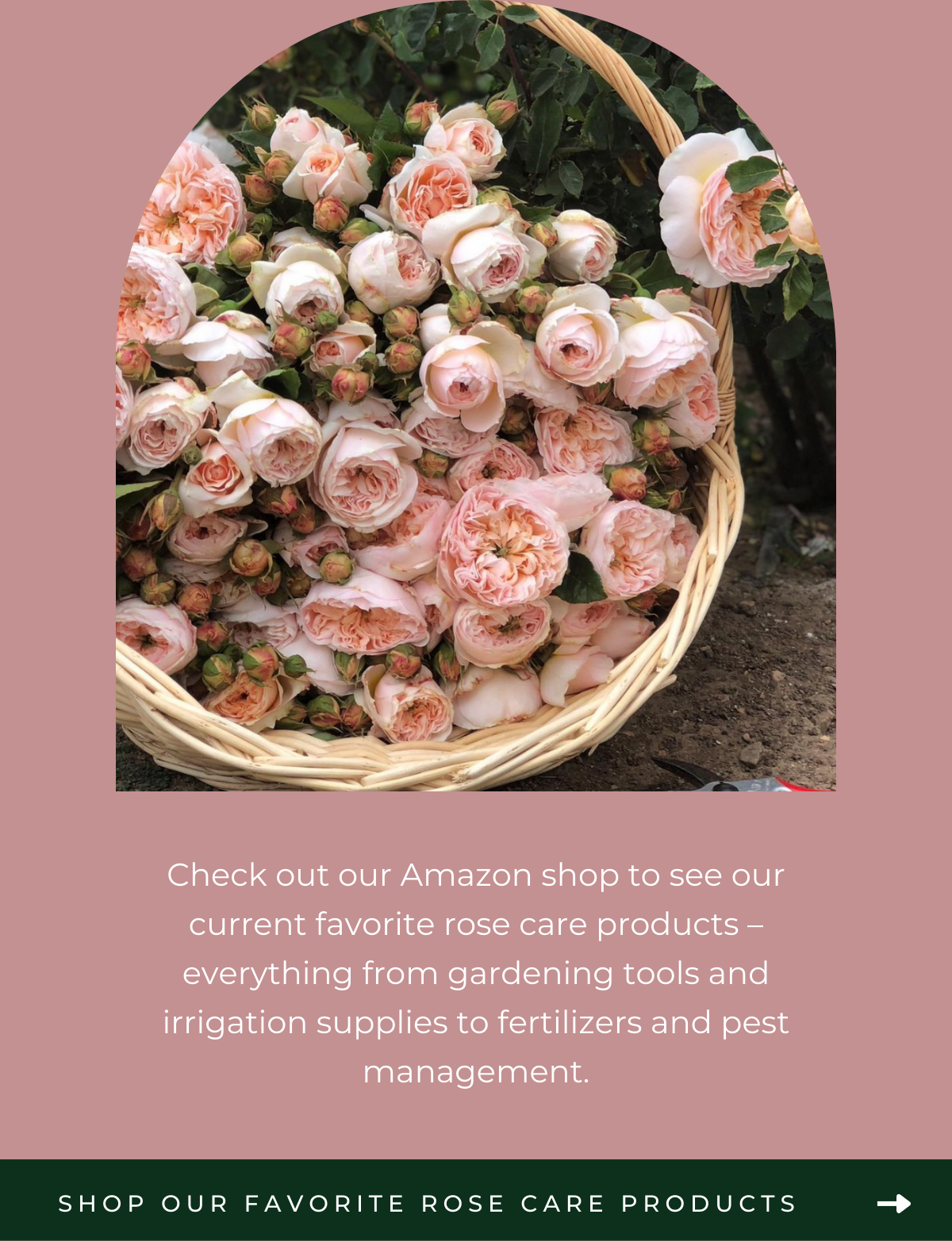 GRACE ROSE Discover Our Favorite Rose Care Products Milled