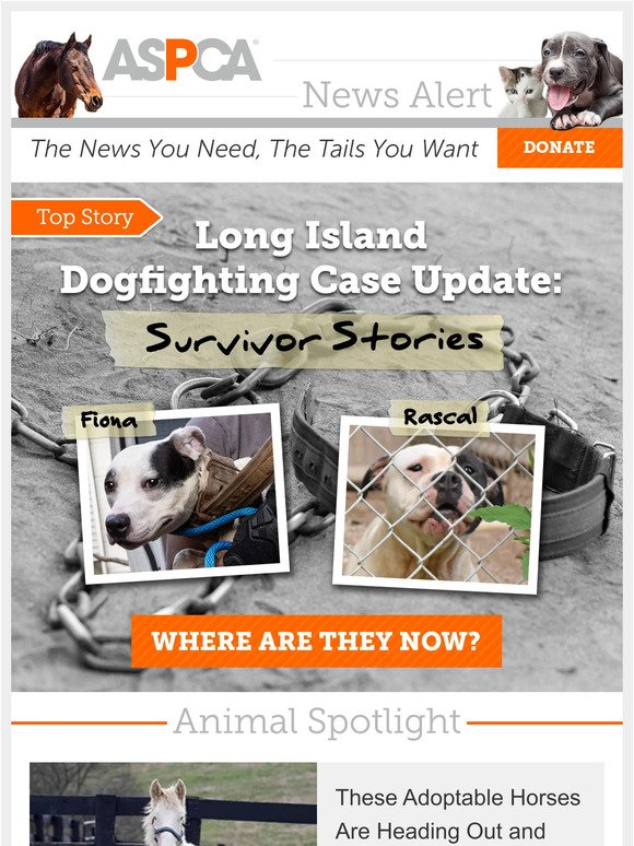 Dogfighting Survivors: Where Are They Now?