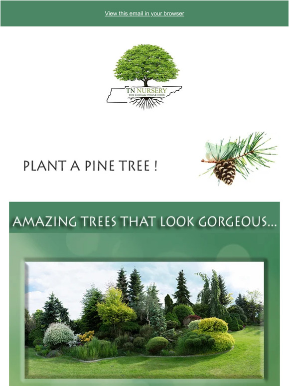 Tennnessee Wholesale Nursery Pine Trees. Year Round Green