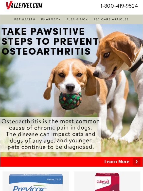 Pawsitive Steps to Prevent Osteoarthritis