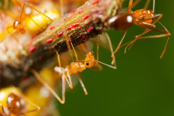 A close-up photo of a number of yellow ants walking along a branch. The one in the centre looks straight at the camera, with its large black eyes.
