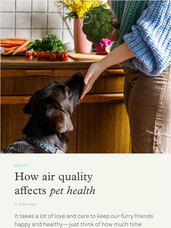 Molekule Inside Learn how air quality affects our pets Milled