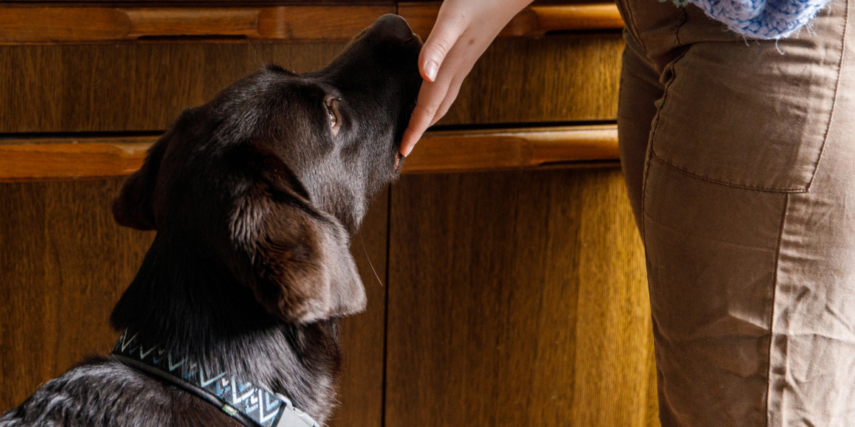 Molekule Inside Learn how air quality affects our pets Milled