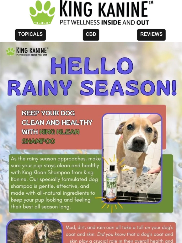🌧️👃🐕‍🦺 Rainy Season = Smelly Dog 🌧️👃🐕‍🦺