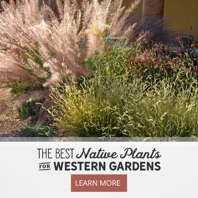 High Country Gardens The Best Native Plants For Western Gardens Milled