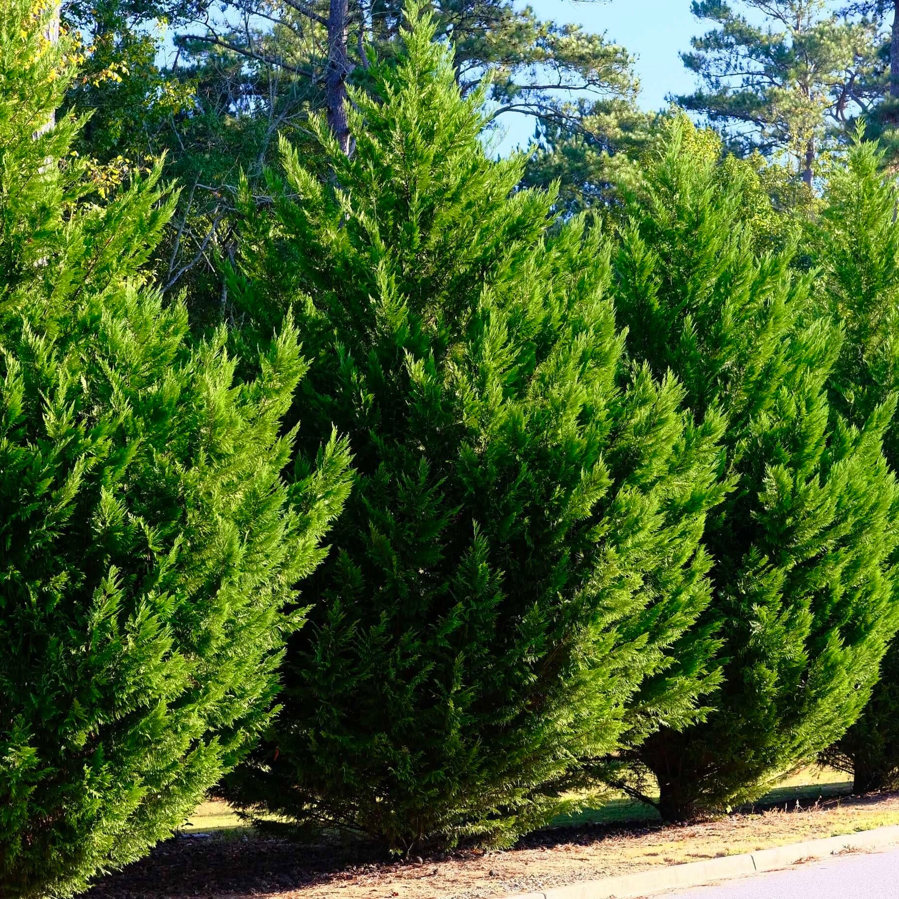 Image of Leyland Cypress Tree