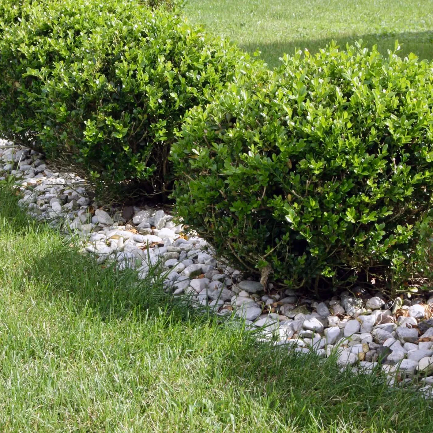 Image of Japanese Boxwood (Winter Gem)