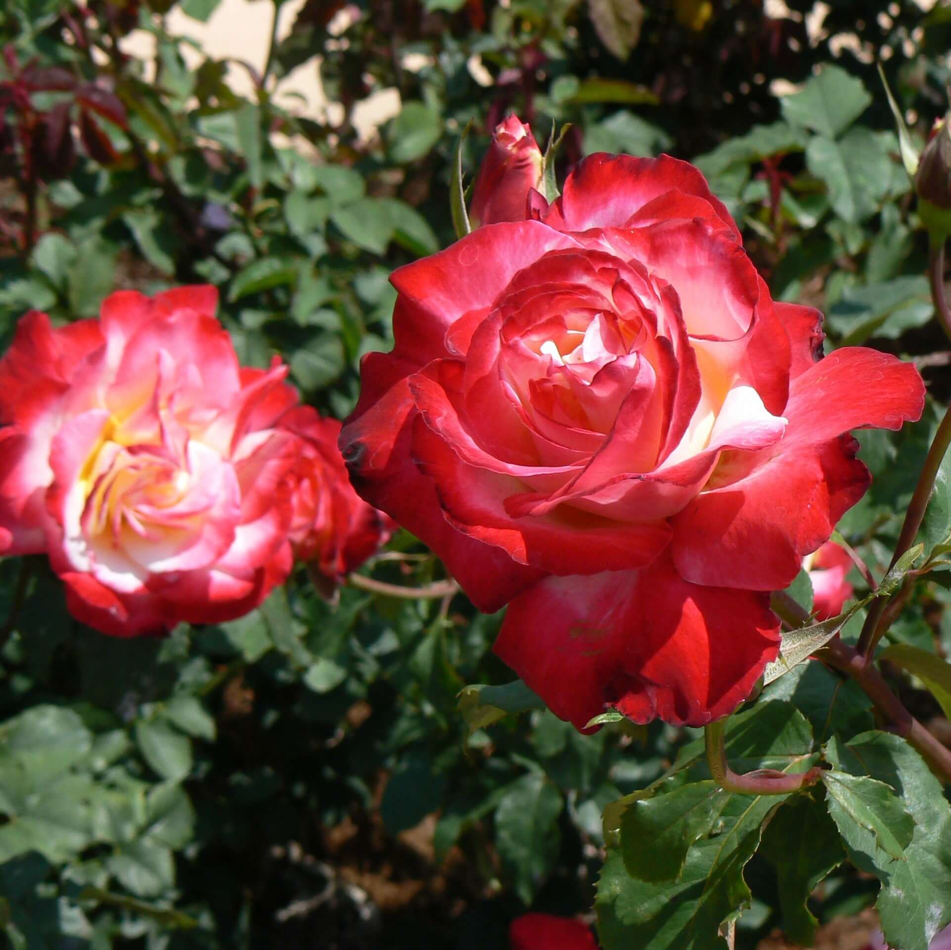 Image of Double Delight Rose Bush