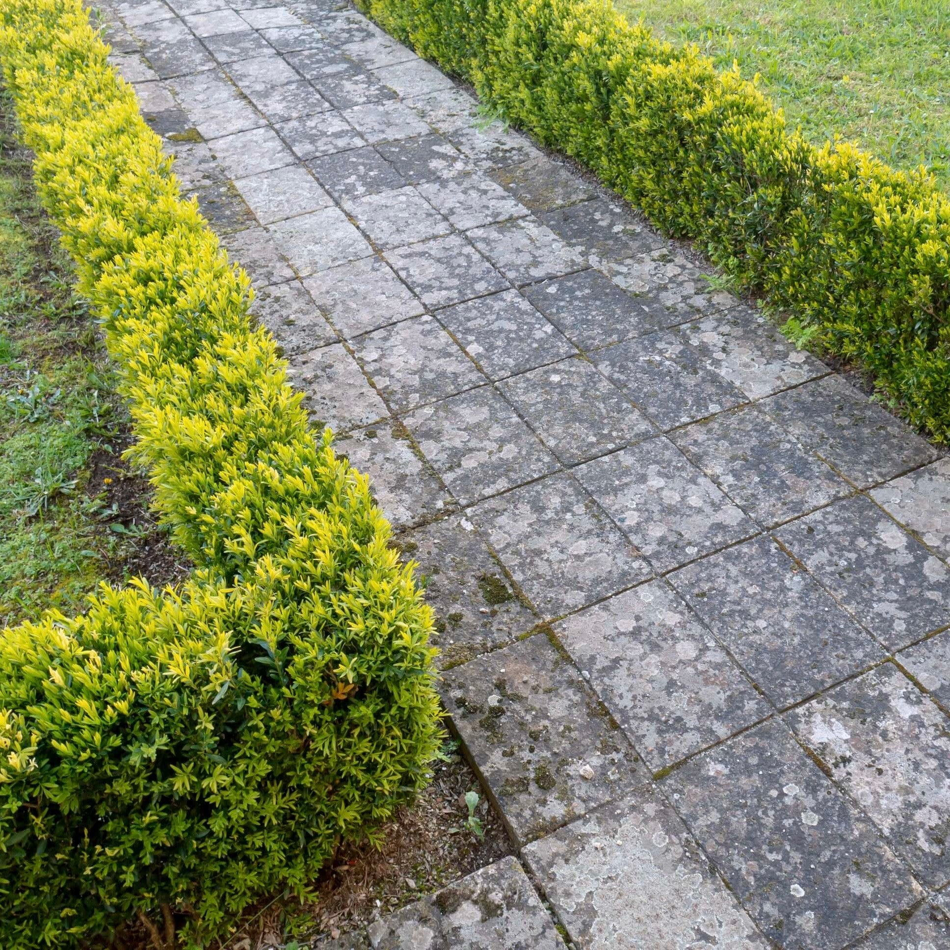 Image of Dwarf English Boxwood
