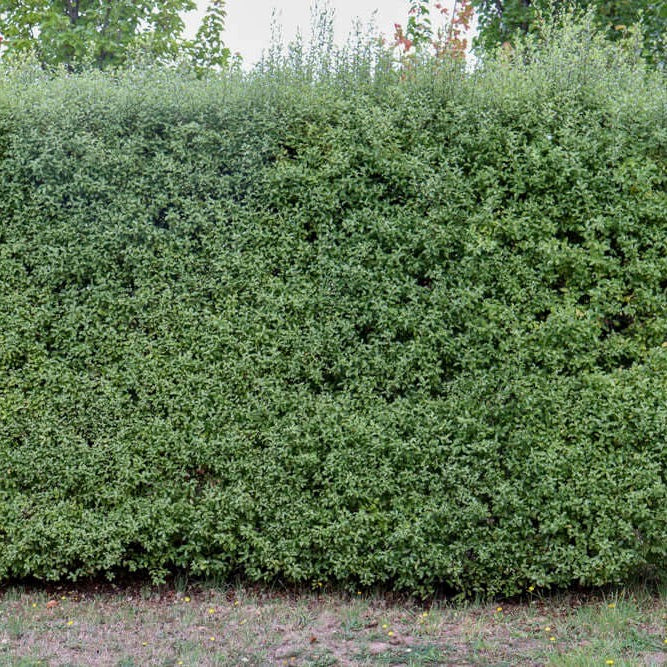 Image of Pittosporum tenuifolium 'Silver Sheen'