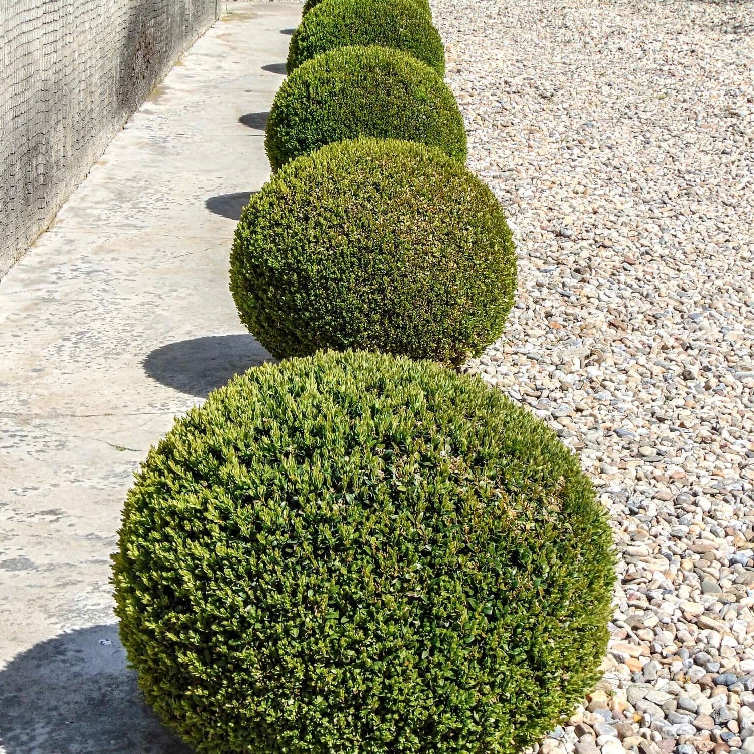 Image of English Boxwood Globe