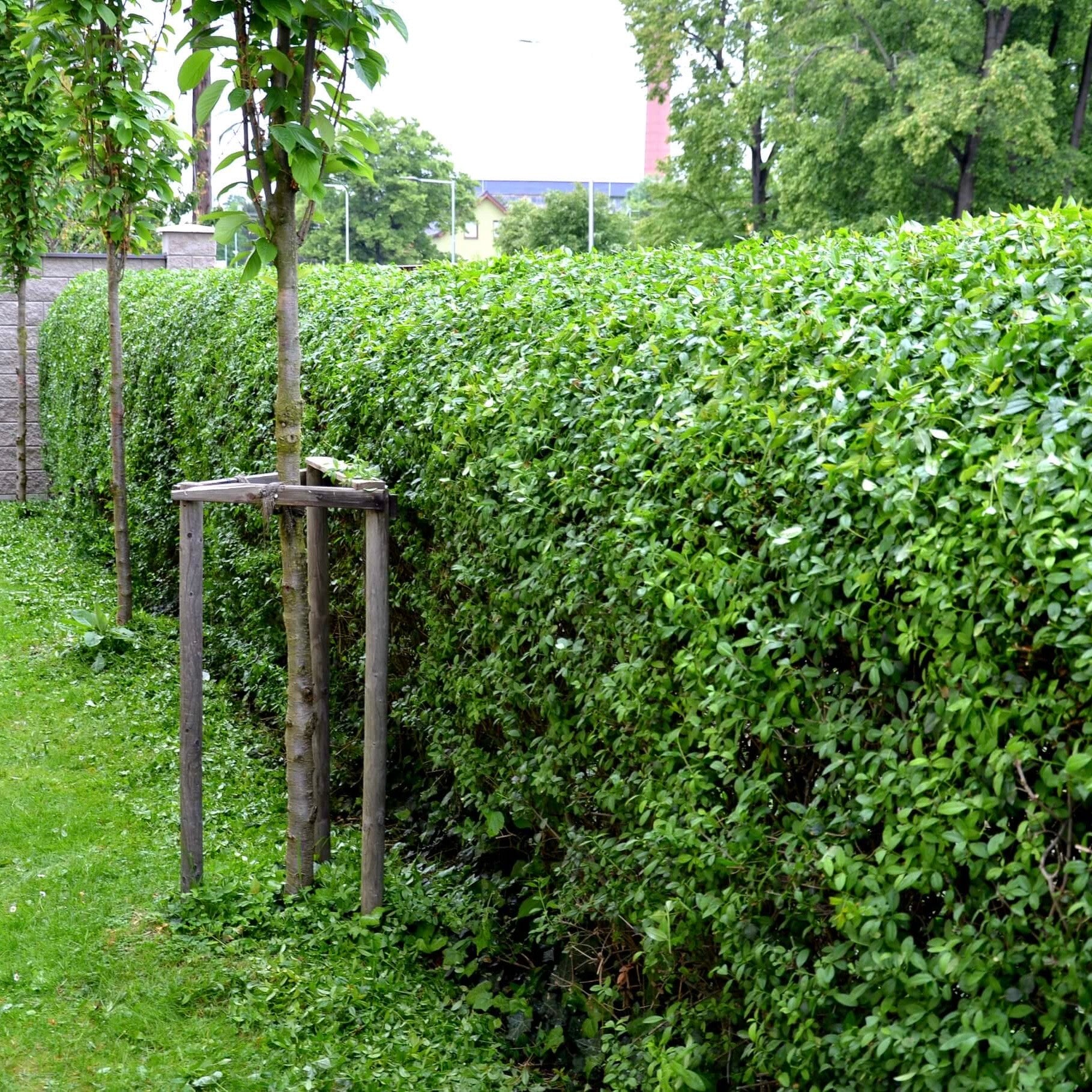 Image of Wax-leaf Privet Staked Column