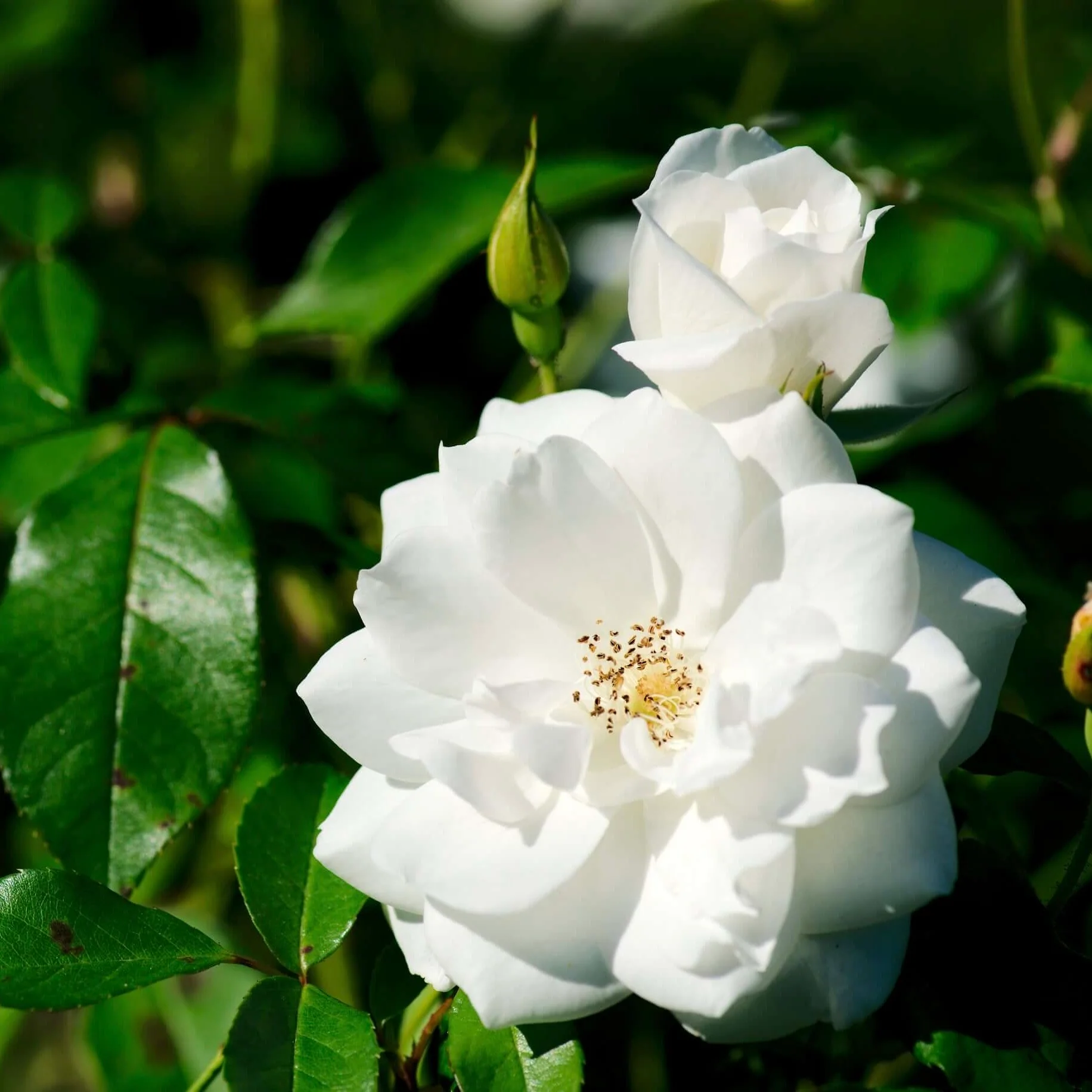 Image of White Iceberg Shrub Rose