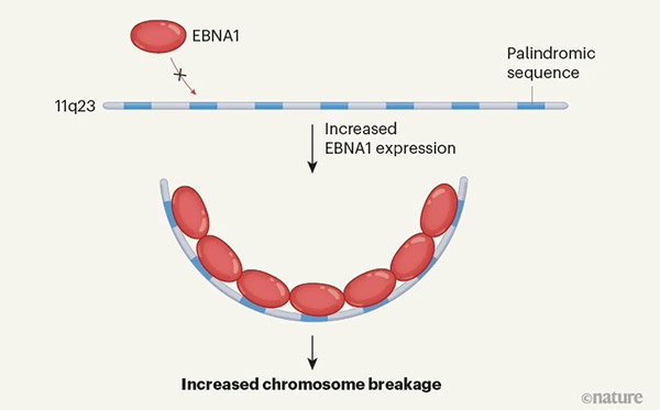 A diagram showing how the Epstein–Barr virus protein EBNA1 binds to multiple repeated palindromic DNA sequences on chromosome 11.