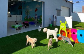 Up to 20% Off on Pet Daycare at Wee Little Paws Inn Crystal Lake