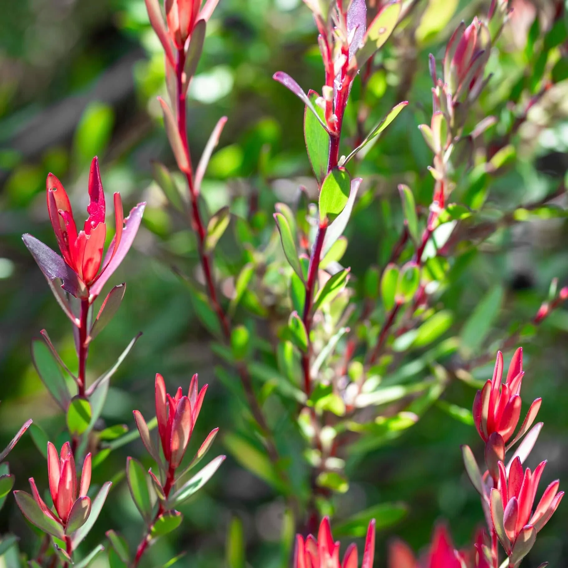 Image of Safari Sunset Conebush