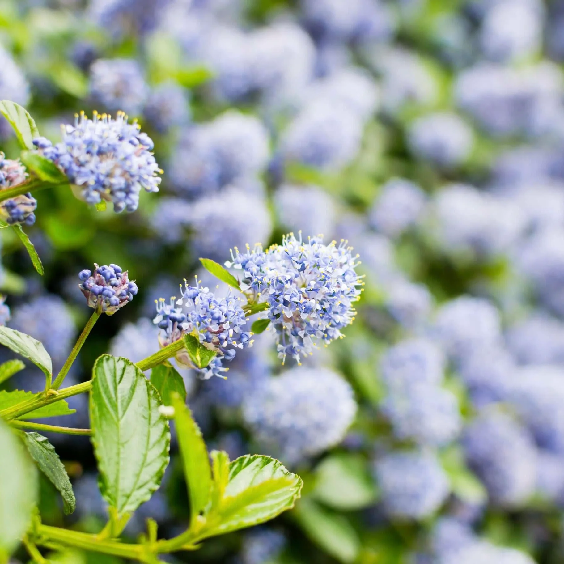 Image of Ray Hartman California Lilac
