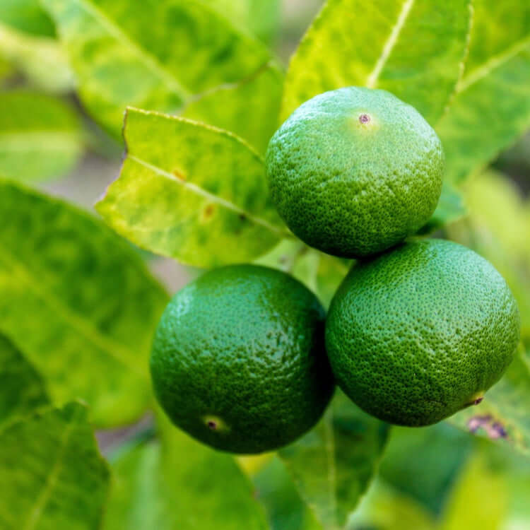 Image of Persian 'Bearss' Lime Bush