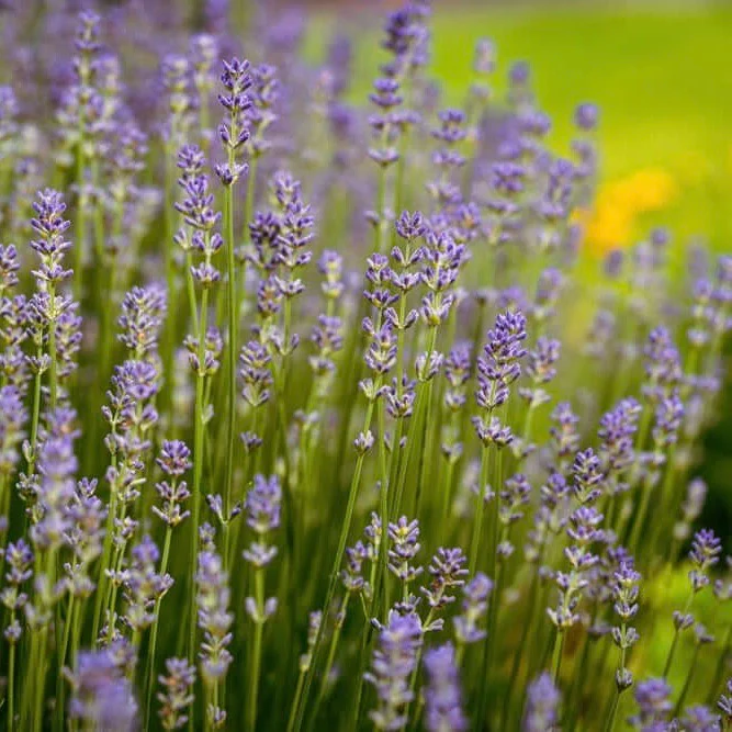 Image of Provence Lavender
