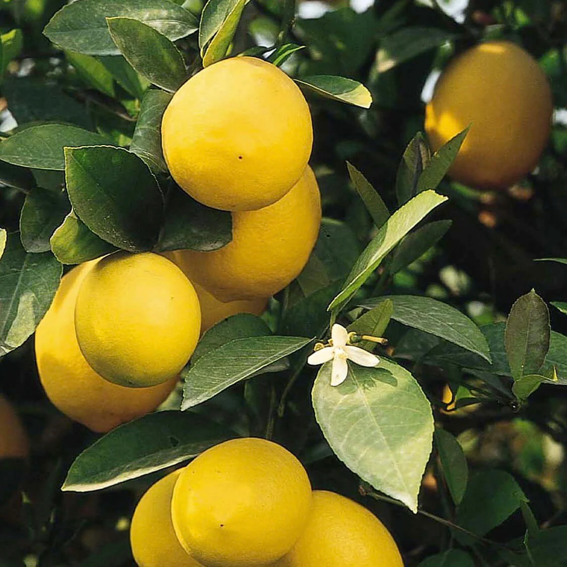 Image of Meyer Lemon Bush