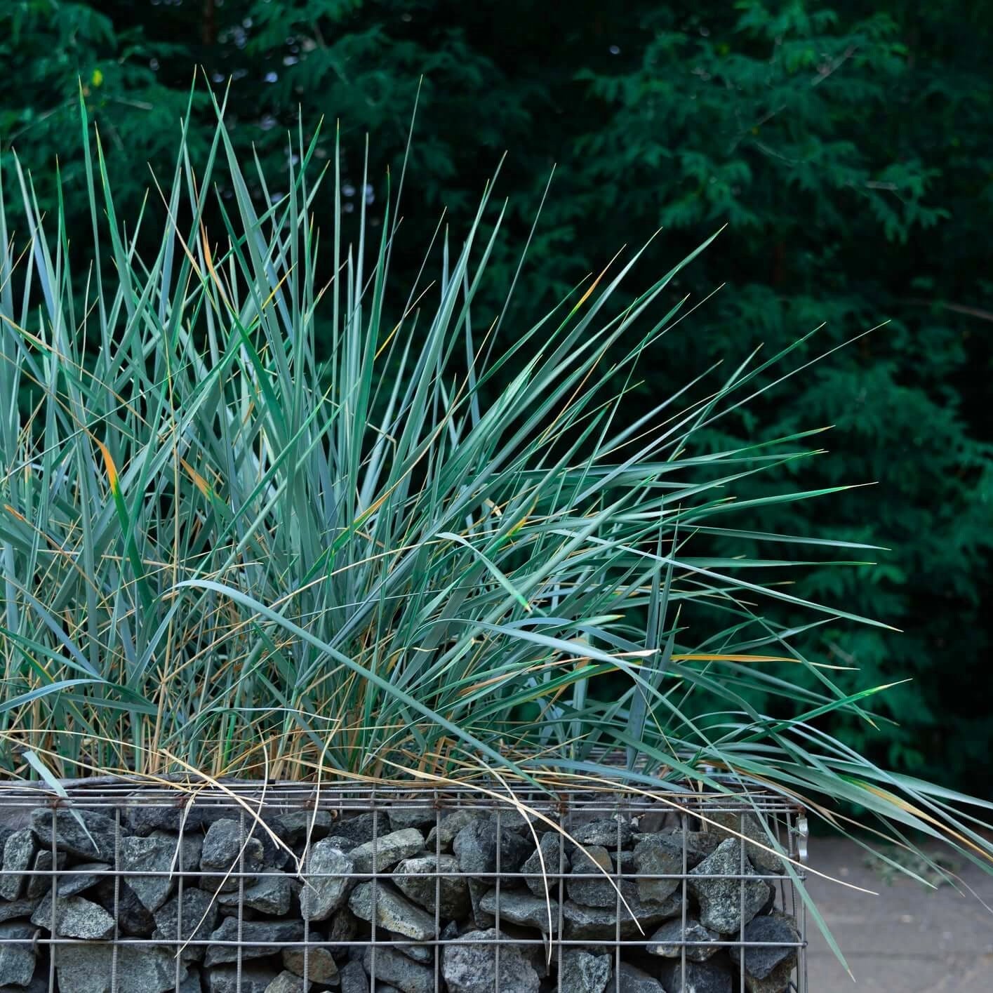 Image of Canyon Prince Wild Rye