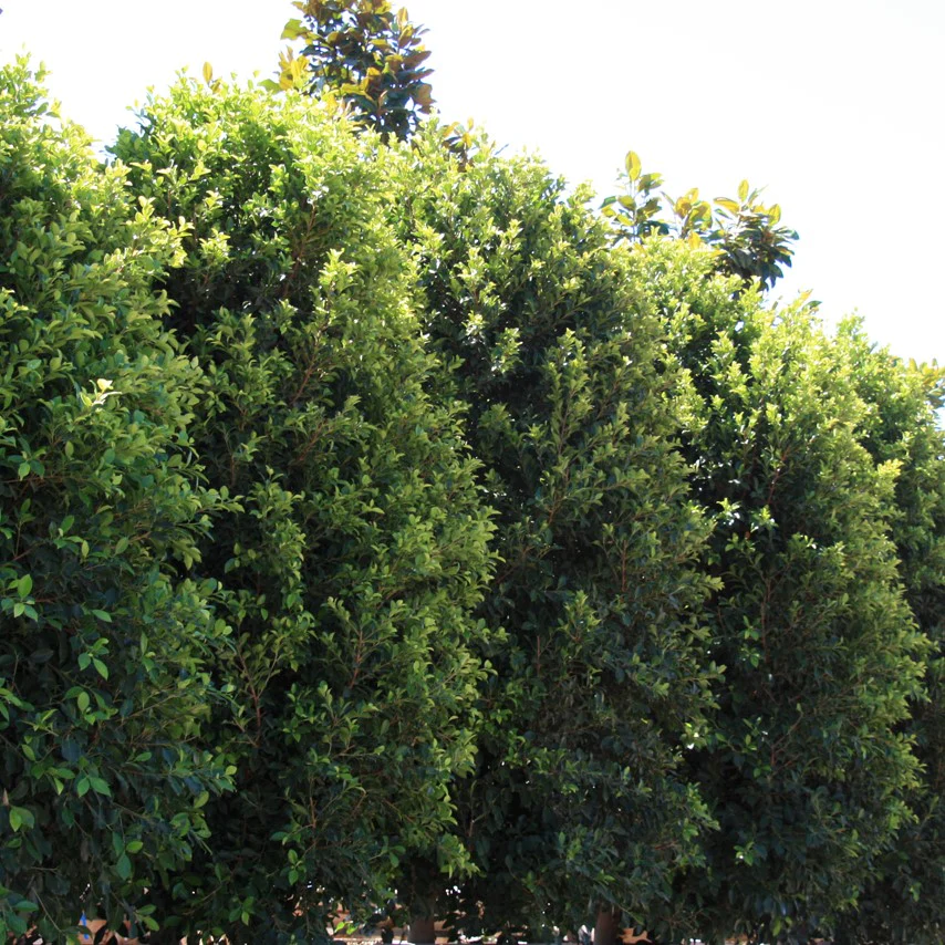 Image of Indian Laurel Ficus 'Green Gem' Column